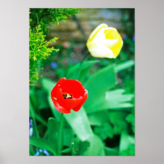 Tulpen Poster (Voorkant)