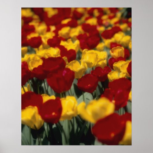 Tulpen Poster (Voorkant)