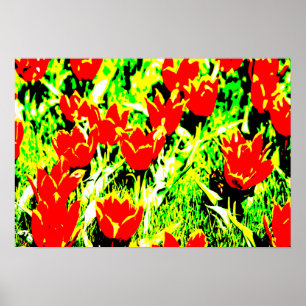 Tulpen Poster