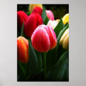 Tulpen Poster (Voorkant)