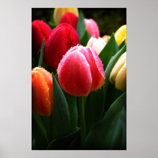 Tulpen Poster (Voorkant)
