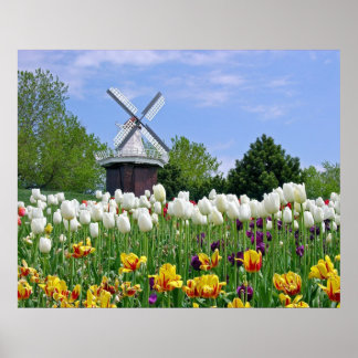 Tulpen Poster