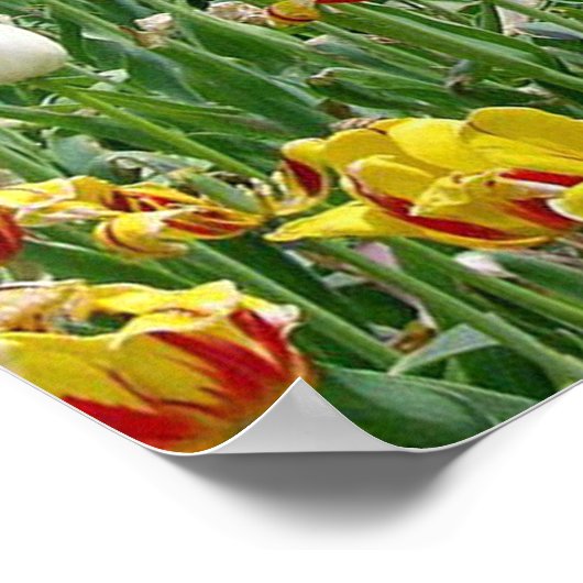 Tulpen Poster (Hoek)