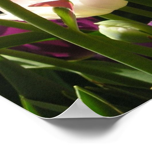 tulpen poster (Hoek)