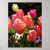 tulpen poster (Voorkant)
