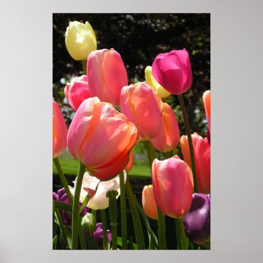 tulpen poster (Voorkant)