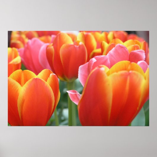 Tulpen Poster (Voorkant)