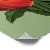  Tulpen Poster (Hoek)