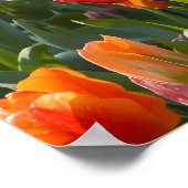 Tulpen Poster (Hoek)