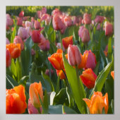 Tulpen Poster (Voorkant)
