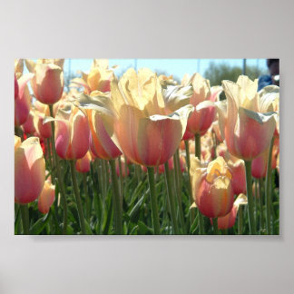 Tulpen Poster