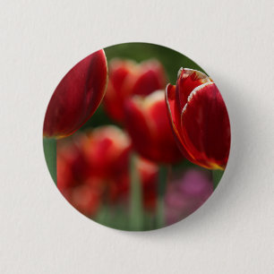 Tulpen Ronde Button 5,7 Cm