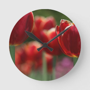 Tulpen Ronde Klok