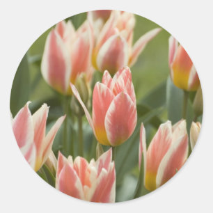 Tulpen Ronde Sticker