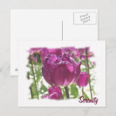 Tulpen, sereniteit briefkaart (Voorkant / Achterkant)