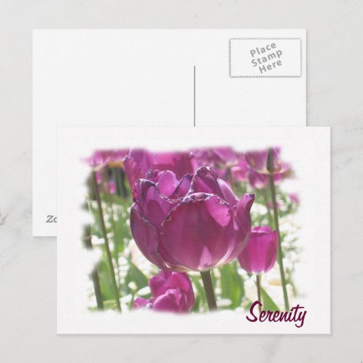 Tulpen, sereniteit briefkaart (Voorkant / Achterkant)