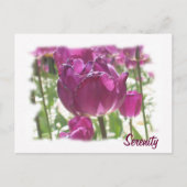 Tulpen, sereniteit briefkaart (Voorkant)