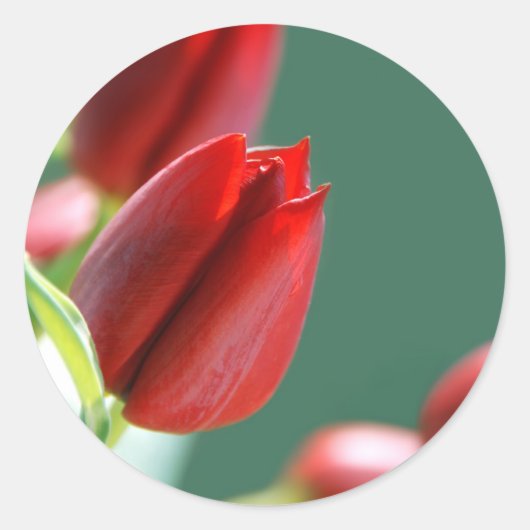 Tulpen Sticker (Voorkant)