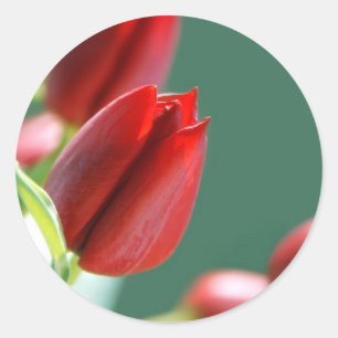 Tulpen Sticker