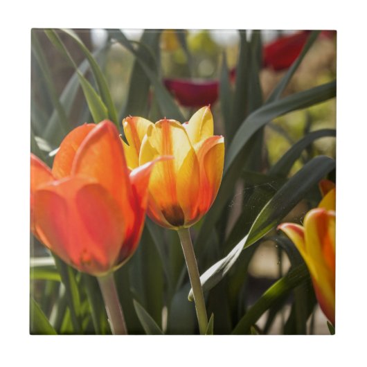 Tulpen Tegeltje (Voorkant)