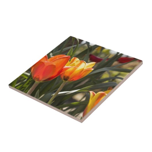 Tulpen Tegeltje (Zijkant)