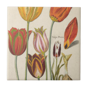 Tulpen Tegeltje