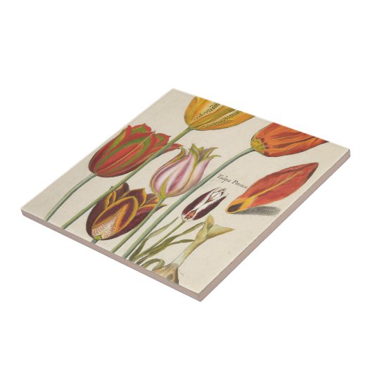 Tulpen Tegeltje (Zijkant)