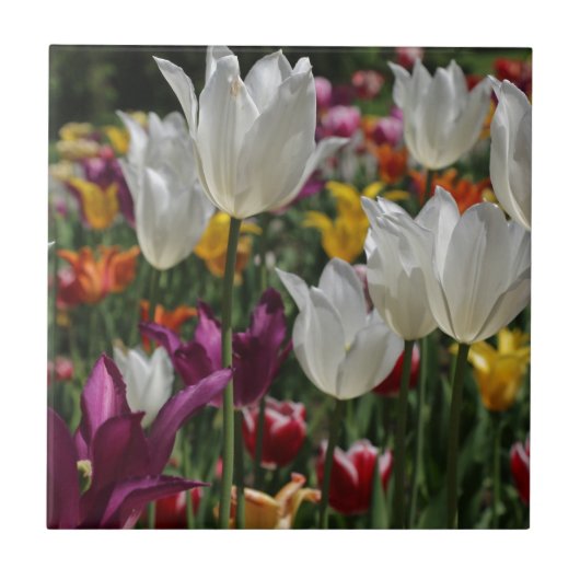Tulpen Tegeltje (Voorkant)