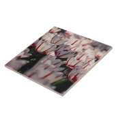 Tulpen Tegeltje (Zijkant)