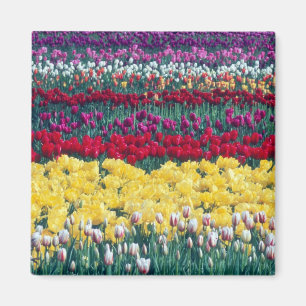 Tulpen tentoonstellings tuin in Skagit county, Magneet
