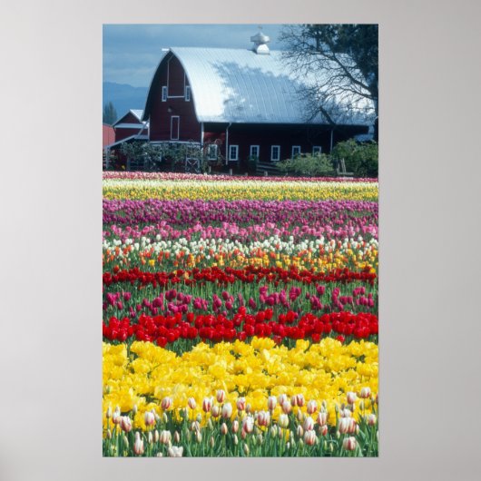 Tulpen tentoonstellings tuin, Skagit county, Poster (Voorkant)