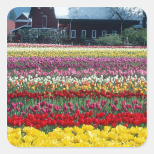 Tulpen tentoonstellings tuin, Skagit county, Vierkante Sticker
