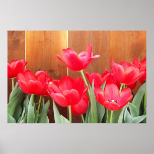 Tulpen Tijd Poster