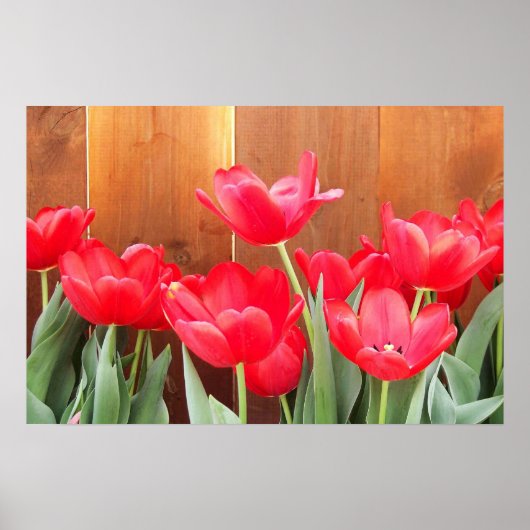 Tulpen Tijd Poster (Voorkant)