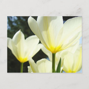 Tulpen Tuin ansichtkaarten Aangepaste Witte Tulpen Briefkaart