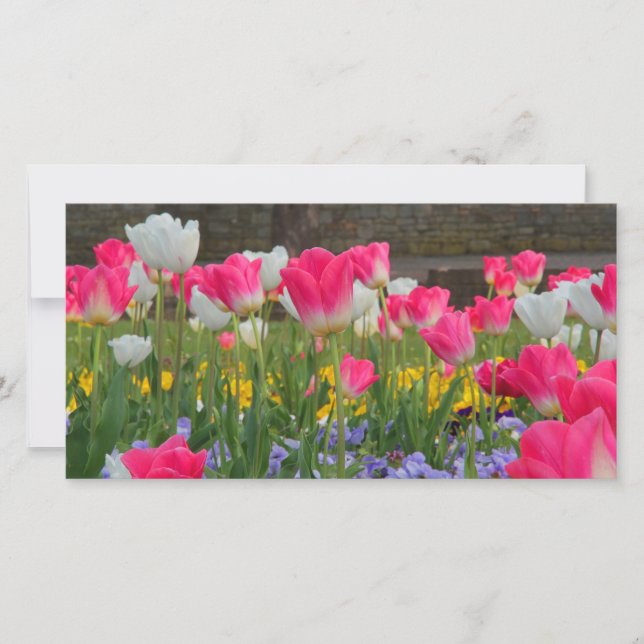 Tulpen Tuin Fotokaart (Voorkant)