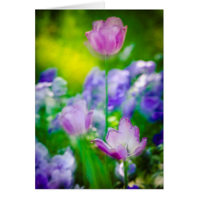 Tulpen tuin, Giverny, Frankrijk (Voorkant)