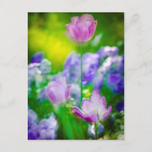 Tulpen tuin, Giverny, Frankrijk Briefkaart