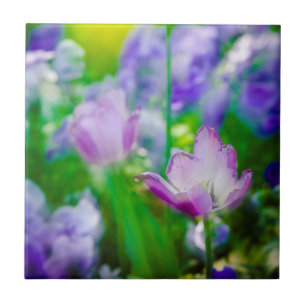 Tulpen tuin, Giverny, Frankrijk Tegeltje