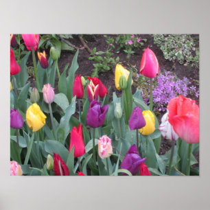 Tulpen tuin poster