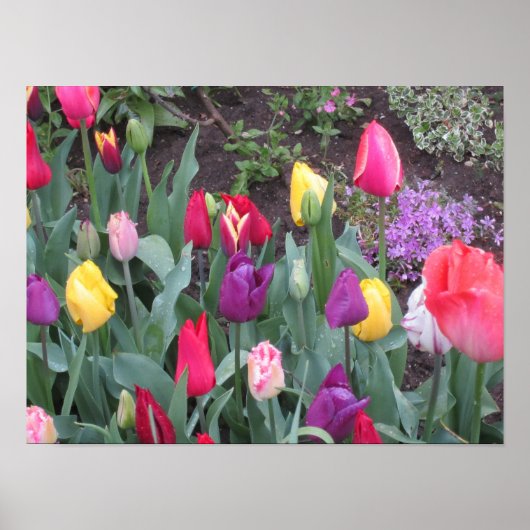 Tulpen tuin poster (Voorkant)