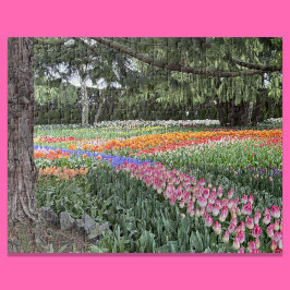 Tulpen Tuin Puzzel Skagit Valley Washington