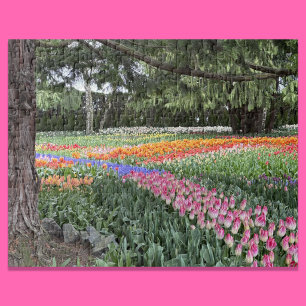 Tulpen Tuin Puzzel Skagit Valley Washington