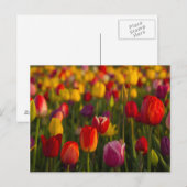 Tulpen, Tulip Festival, Woodburn, Oregon, Verenigd Briefkaart (Voorkant / Achterkant)