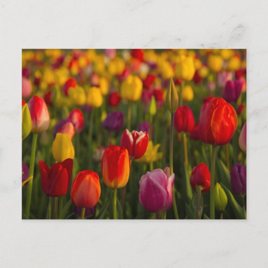 Tulpen, Tulip Festival, Woodburn, Oregon, Verenigd Briefkaart (Voorkant)