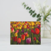 Tulpen, Tulip Festival, Woodburn, Oregon, Verenigd Briefkaart (Staand voorkant)
