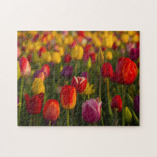 Tulpen, Tulip Festival, Woodburn, Oregon, Verenigd Legpuzzel