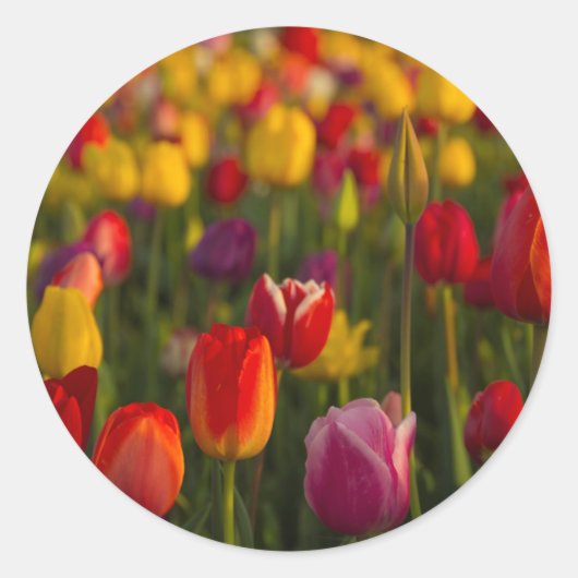 Tulpen, Tulip Festival, Woodburn, Oregon, Verenigd Ronde Sticker (Voorkant)