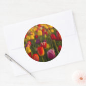 Tulpen, Tulip Festival, Woodburn, Oregon, Verenigd Ronde Sticker (Envelop)