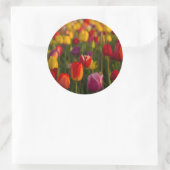Tulpen, Tulip Festival, Woodburn, Oregon, Verenigd Ronde Sticker (Tas)